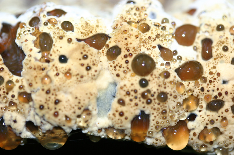 Inonotus dryadeus
